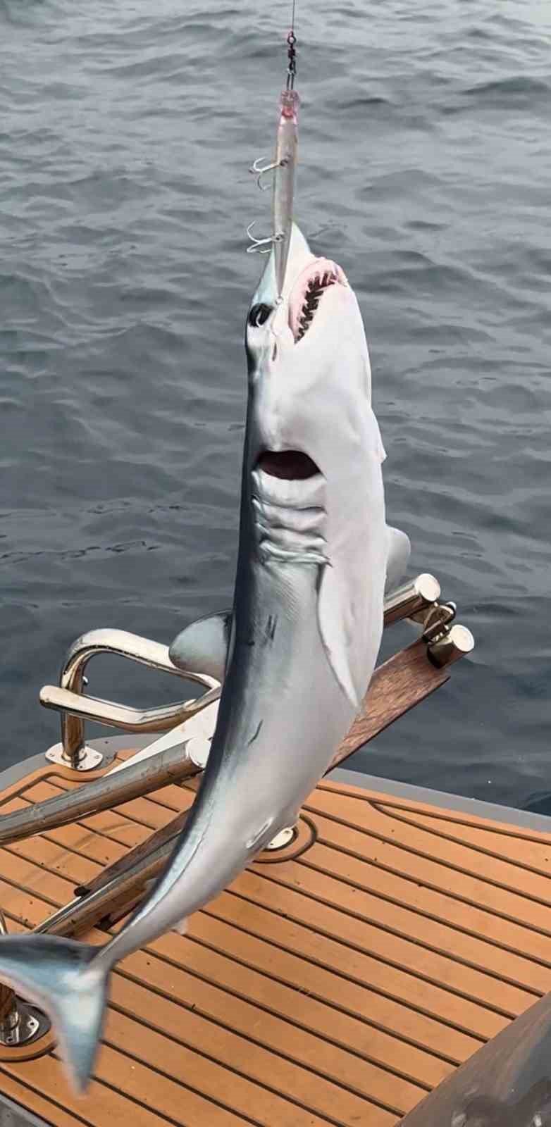 Oltaya Yavru Köpekbalığı Takıldı