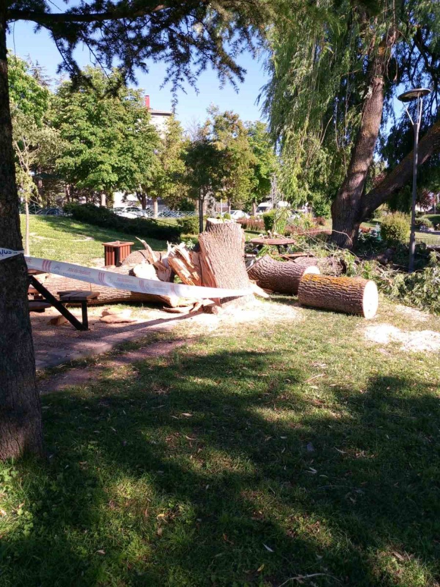 Devrilen Söğüt Ağacı Tedbir Amacıyla Kökünden Kesildi