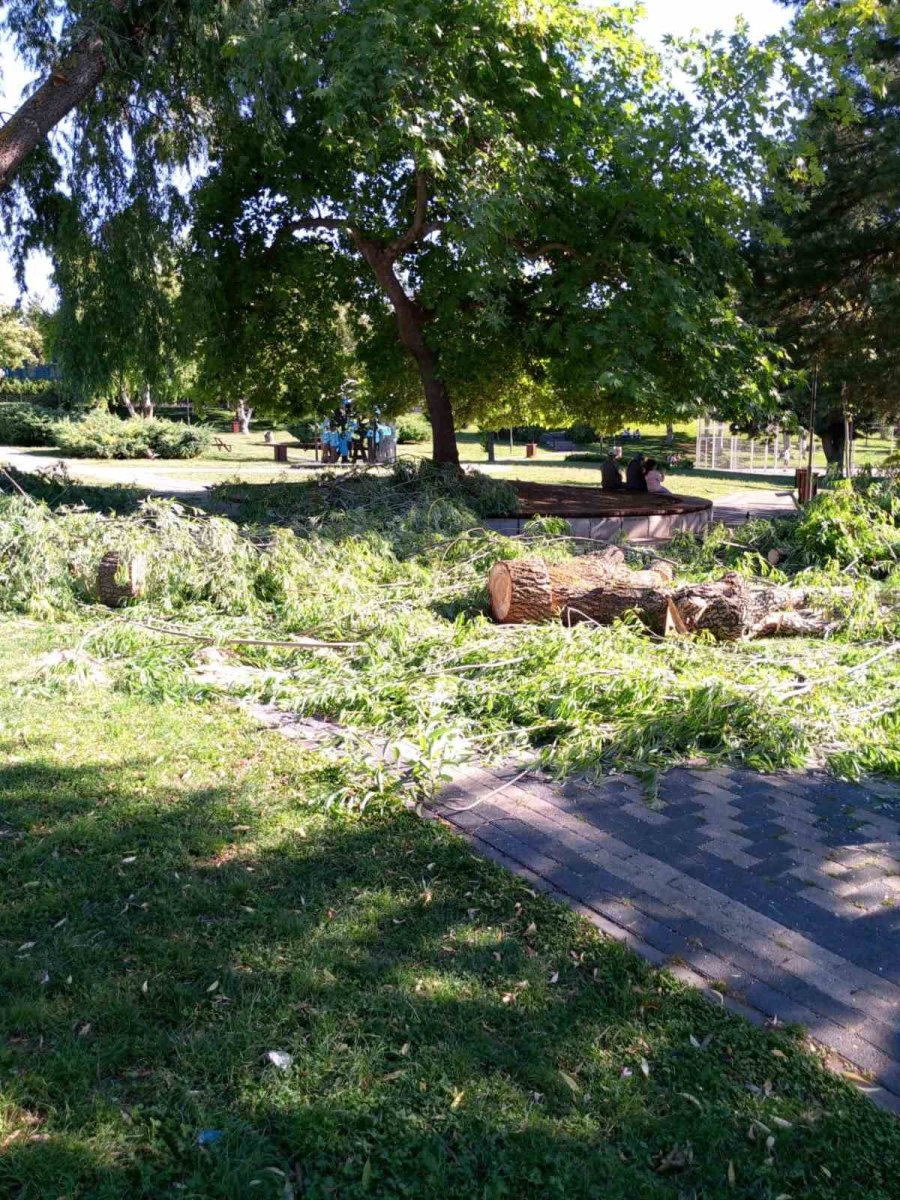 Devrilen Söğüt Ağacı Tedbir Amacıyla Kökünden Kesildi