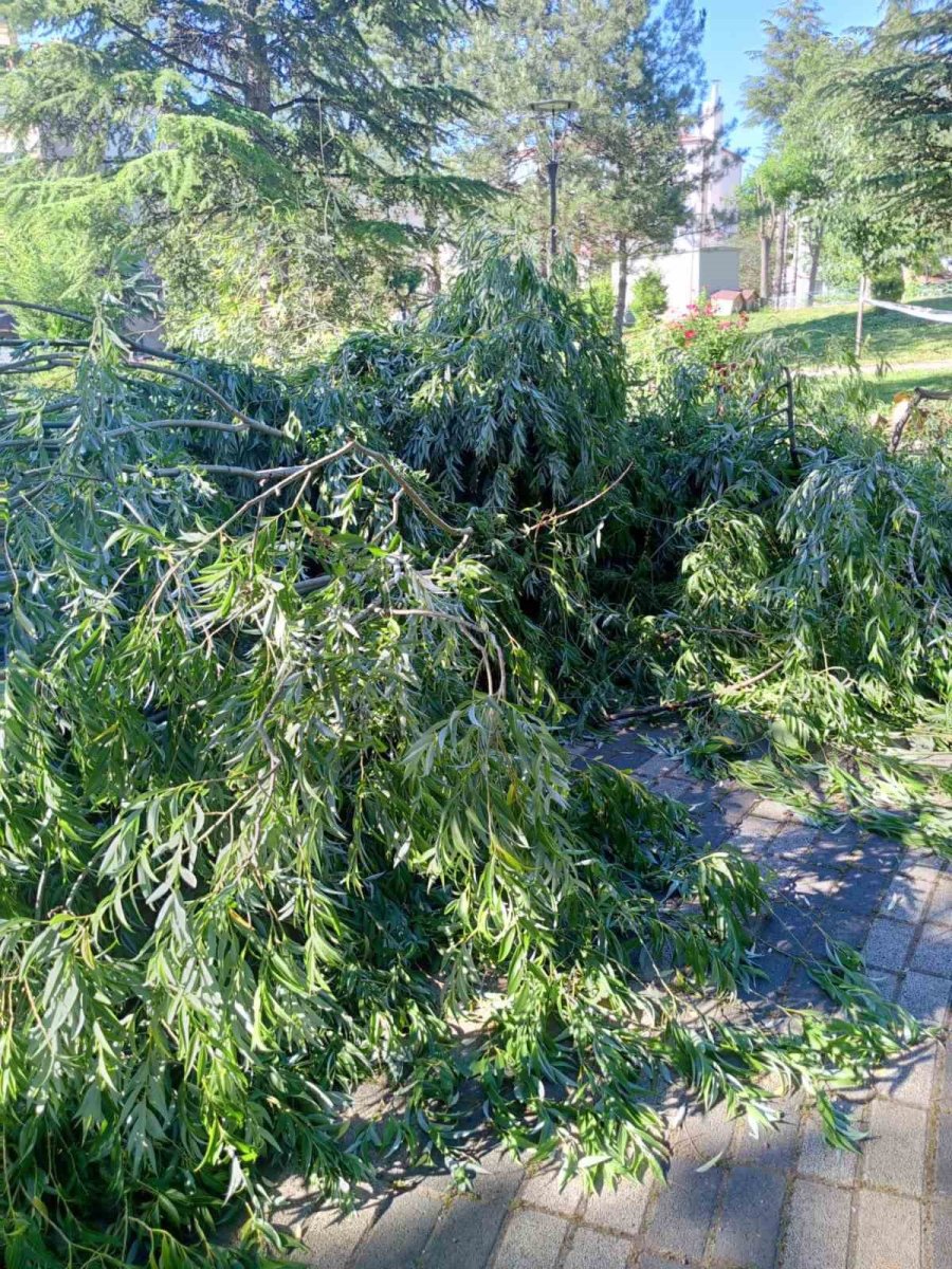 Devrilen Söğüt Ağacı Tedbir Amacıyla Kökünden Kesildi