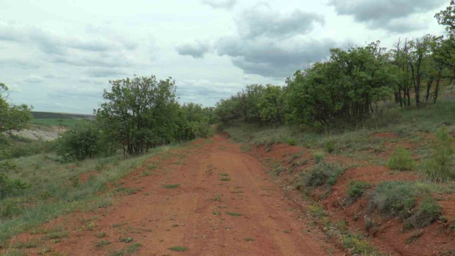 Lezzetli Bal İçin Orman Kurdular