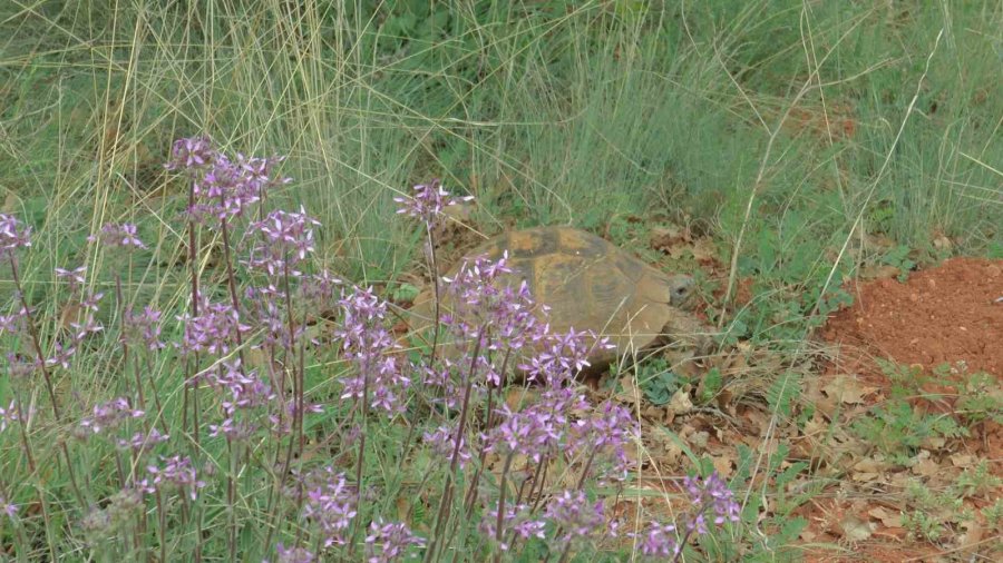 Lezzetli Bal İçin Orman Kurdular