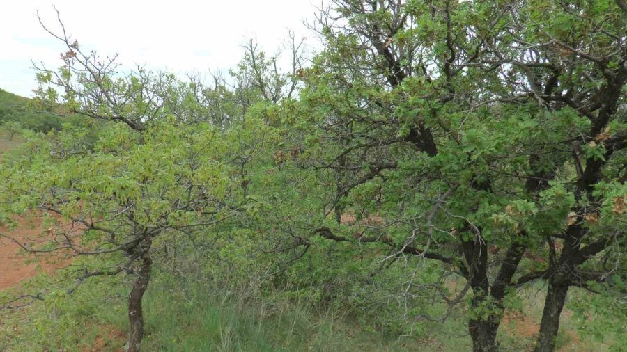 Lezzetli Bal İçin Orman Kurdular