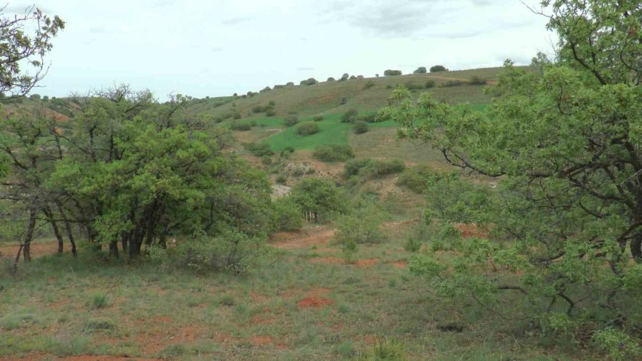 Lezzetli Bal İçin Orman Kurdular