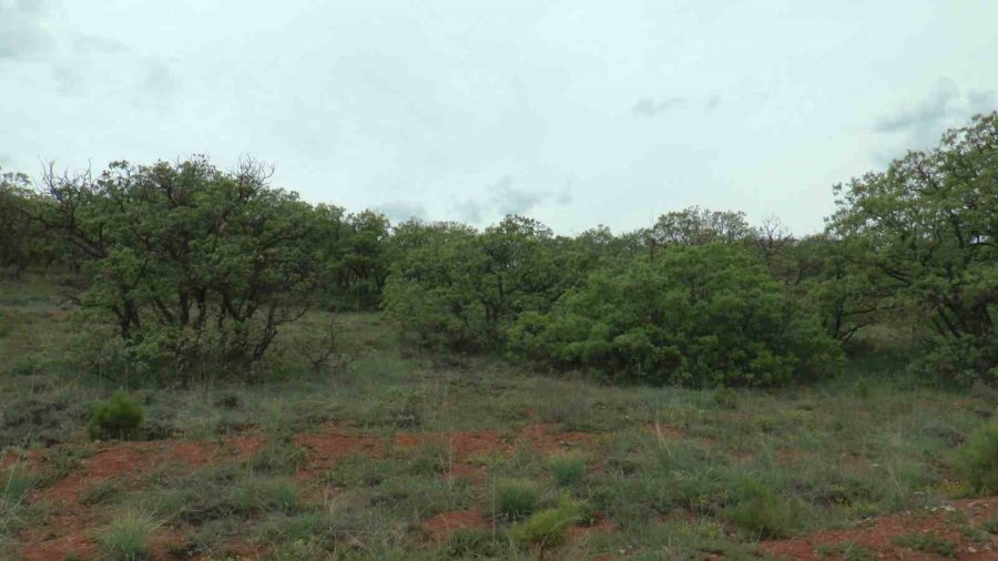 Lezzetli Bal İçin Orman Kurdular