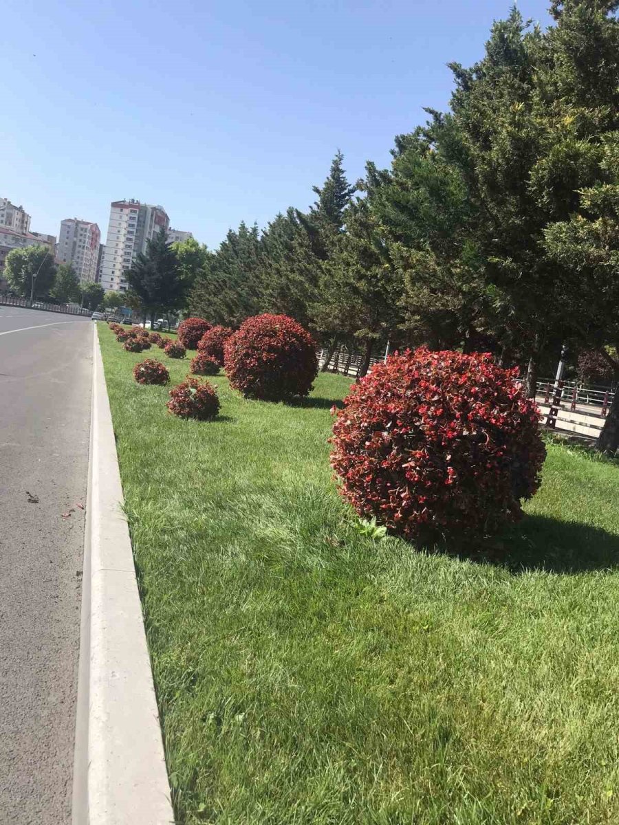 30 Bin Metrekarelik Alan Yeşillendiriliyor