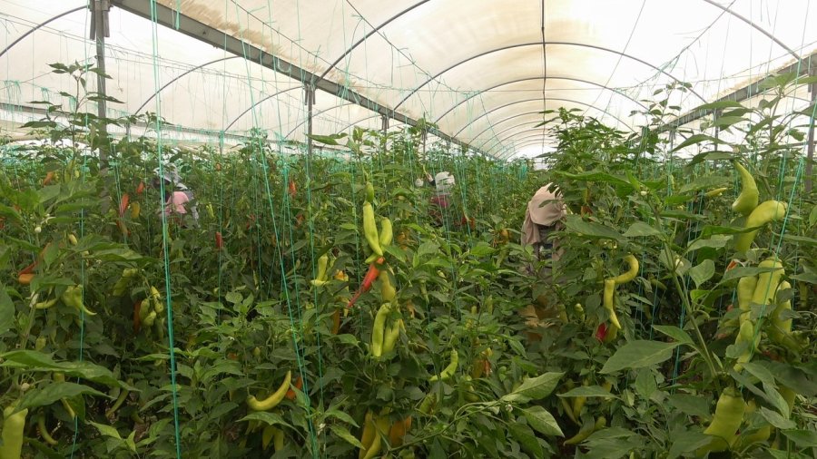 Serada Çalışan İşçiler Sıcakta Bunalıyor