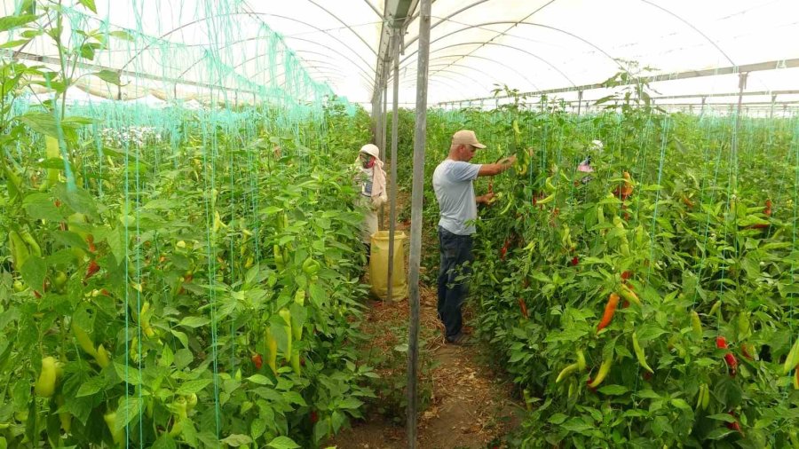 Serada Çalışan İşçiler Sıcakta Bunalıyor