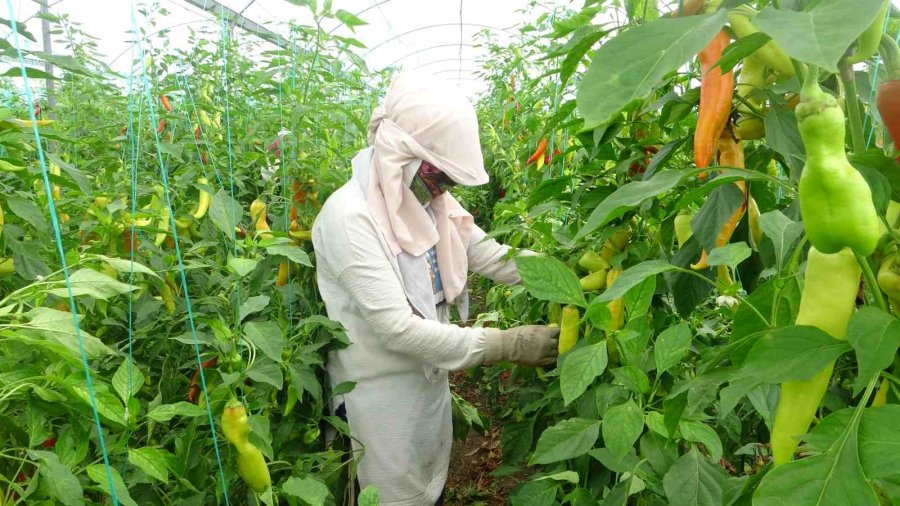 Serada Çalışan İşçiler Sıcakta Bunalıyor