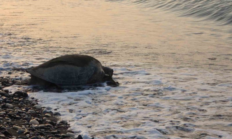 Her Yıl Binlerce Yavru Çıkıyor: Deniz Kaplumbağaları Yumurta Bırakmaya Başladı