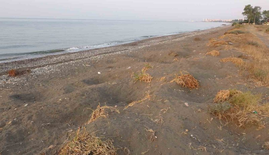 Her Yıl Binlerce Yavru Çıkıyor: Deniz Kaplumbağaları Yumurta Bırakmaya Başladı