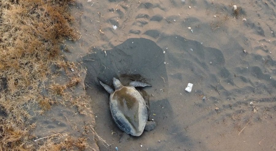 Her Yıl Binlerce Yavru Çıkıyor: Deniz Kaplumbağaları Yumurta Bırakmaya Başladı