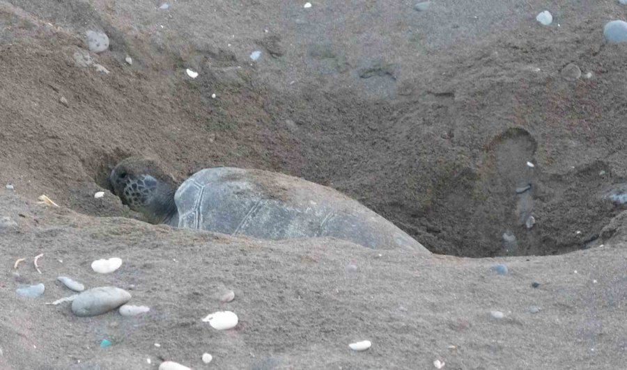 Her Yıl Binlerce Yavru Çıkıyor: Deniz Kaplumbağaları Yumurta Bırakmaya Başladı