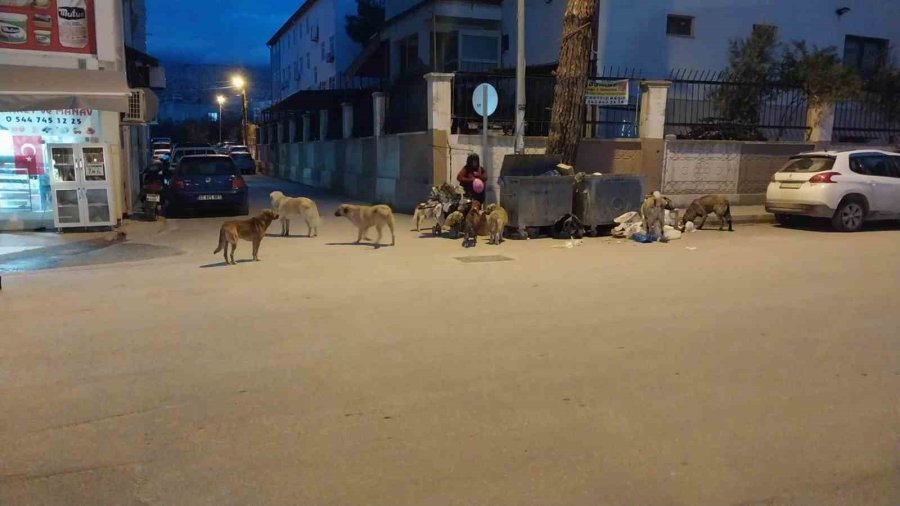 Başkan Murat Orhan’dan Sokak Hayvanlarına Barınak