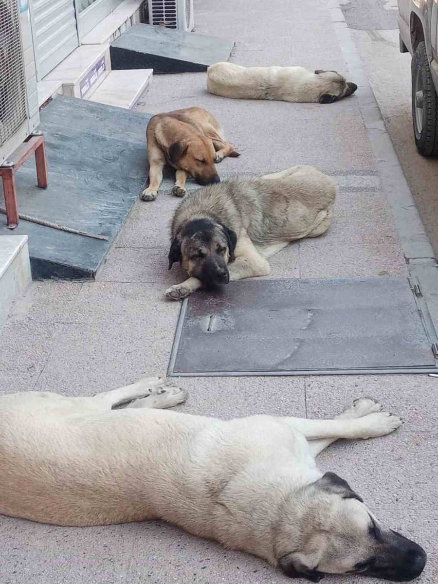 Başkan Murat Orhan’dan Sokak Hayvanlarına Barınak