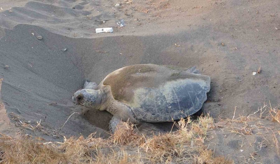 Her Yıl Binlerce Yavru Çıkıyor: Deniz Kaplumbağaları Yumurta Bırakmaya Başladı