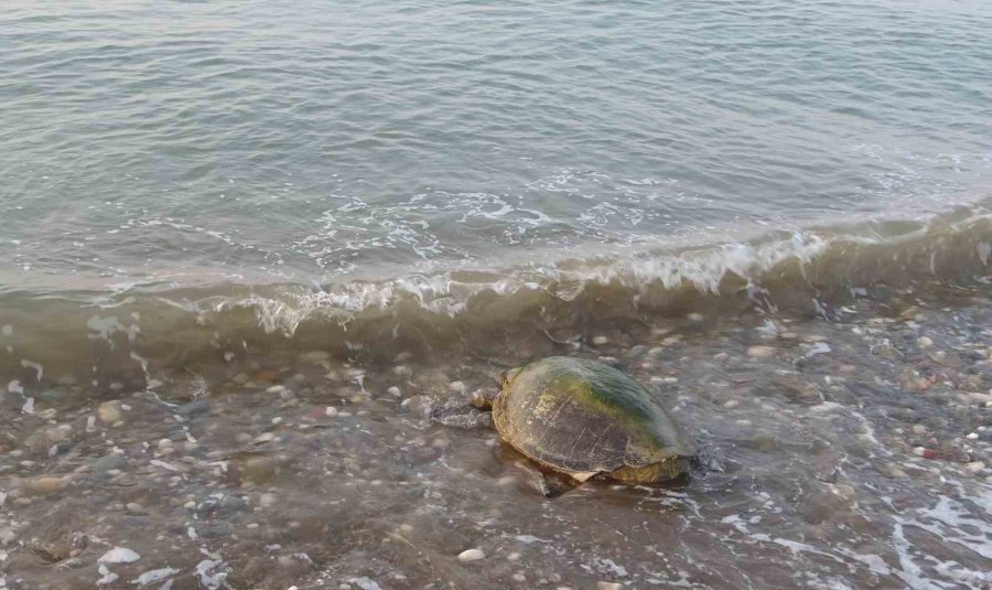 Her Yıl Binlerce Yavru Çıkıyor: Deniz Kaplumbağaları Yumurta Bırakmaya Başladı