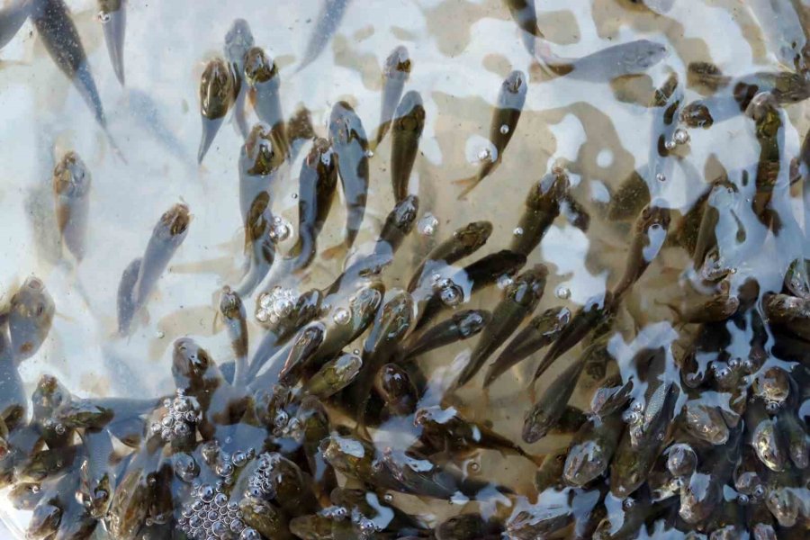 Kayseri’de Sulara 1 Buçuk Milyon Balık Bırakıldı