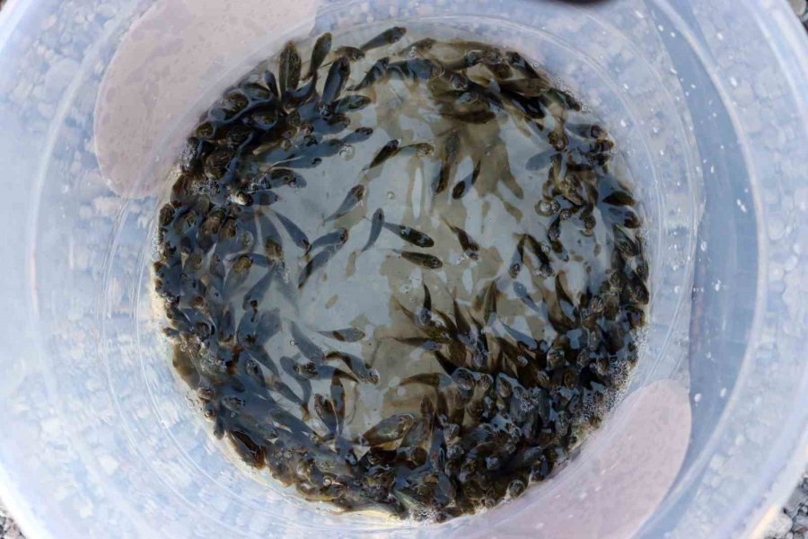 Kayseri’de Sulara 1 Buçuk Milyon Balık Bırakıldı