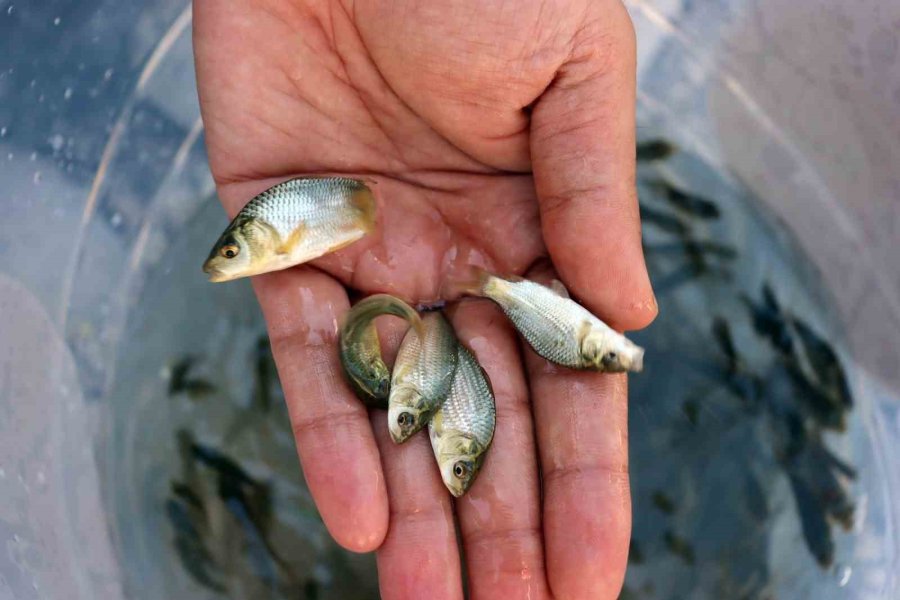 Kayseri’de Sulara 1 Buçuk Milyon Balık Bırakıldı