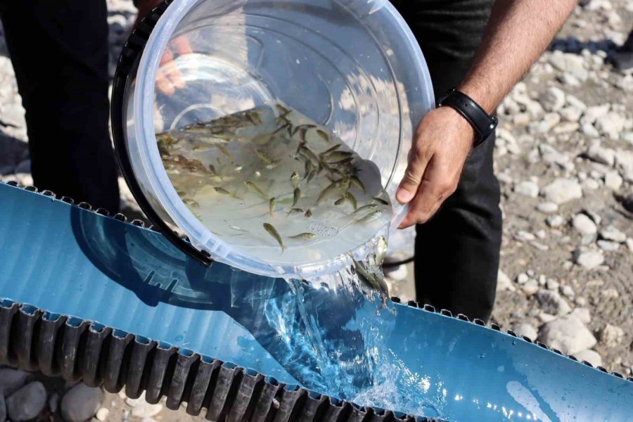 Kayseri’de Sulara 1 Buçuk Milyon Balık Bırakıldı