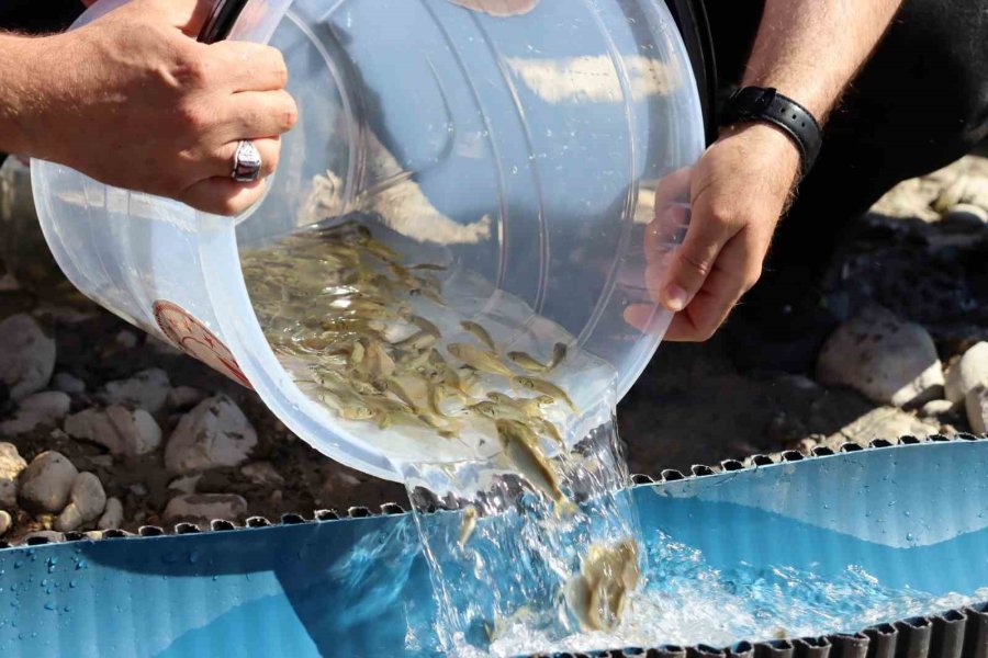 Kayseri’de Sulara 1 Buçuk Milyon Balık Bırakıldı