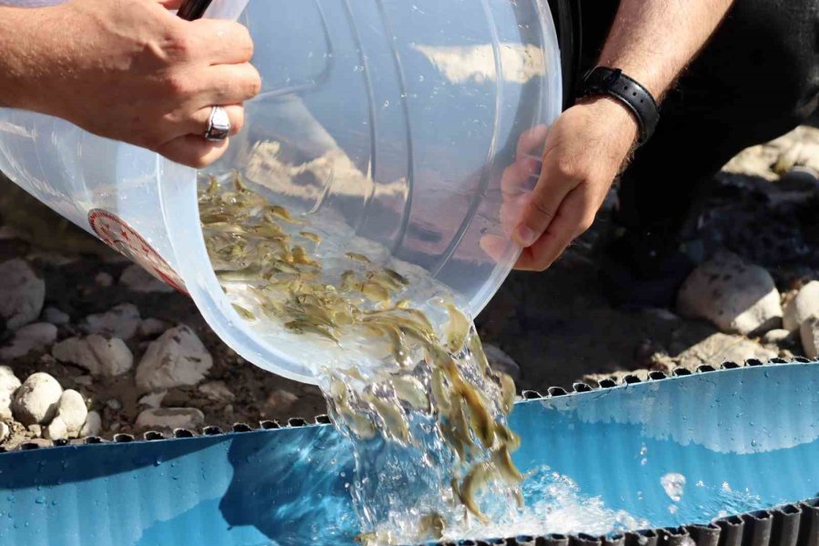 Kayseri’de Sulara 1 Buçuk Milyon Balık Bırakıldı