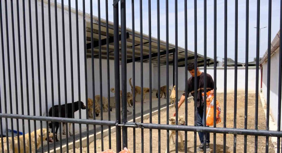 Akşehir Belediyesi’nden Bir Can Bir Yuva Projesi