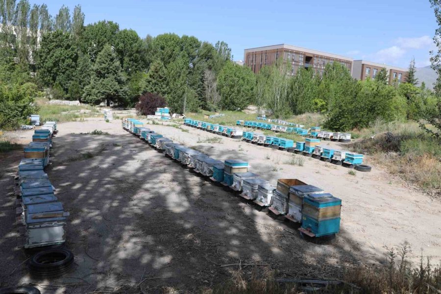 Niğde’de Bal Üreticilerine Damızlık Ana Arı Dağıtıldı