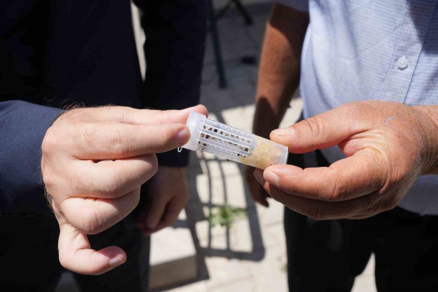 Niğde’de Bal Üreticilerine Damızlık Ana Arı Dağıtıldı