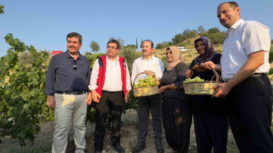 Vali Bağda Üzüm Topladı