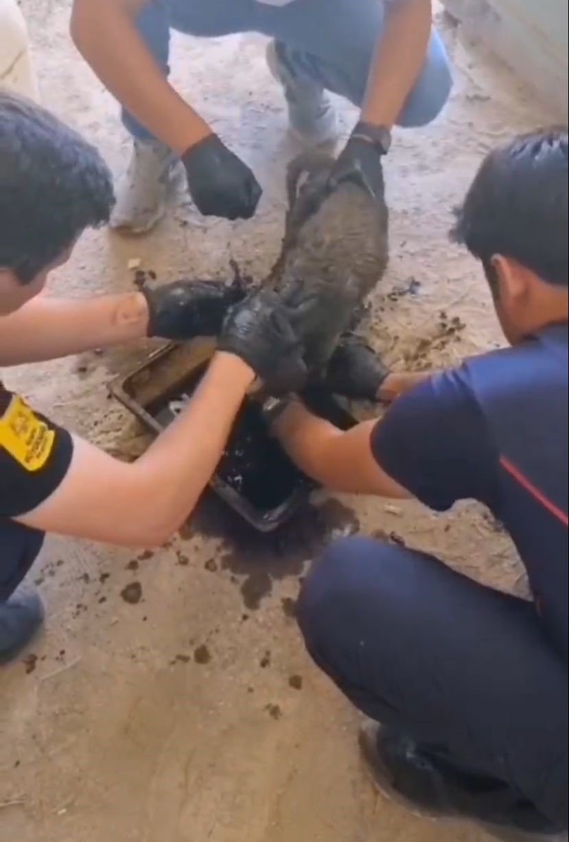 Ziftte Mahsur Kalan 2 Yavru Köpeği İtfaiye Kurtardı