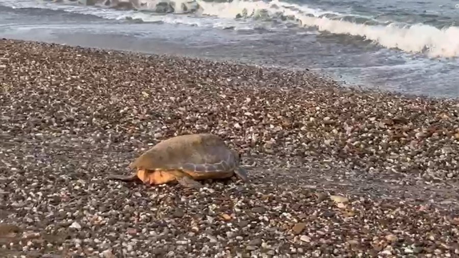 Alanya’da Caretta Caretta Yuvalarında Rekor Kırıldı