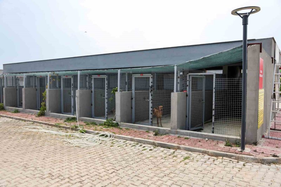 Antalya’da Sokak Hayvanlarına Klimalı Konfor