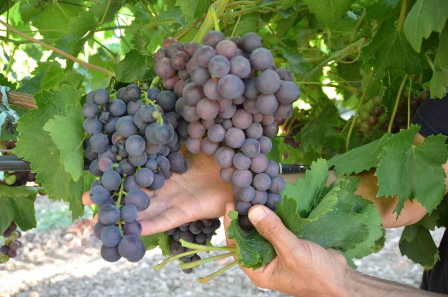 Antalya’da Üzümde Bu Yıl Yüzde Yüz Rekolte Bekleniyor