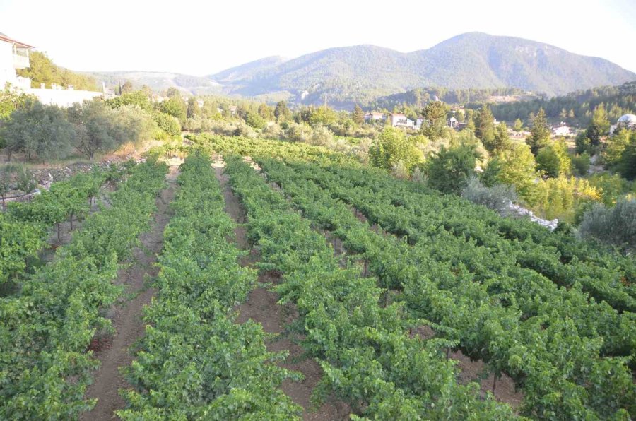 Antalya’da Üzümde Bu Yıl Yüzde Yüz Rekolte Bekleniyor