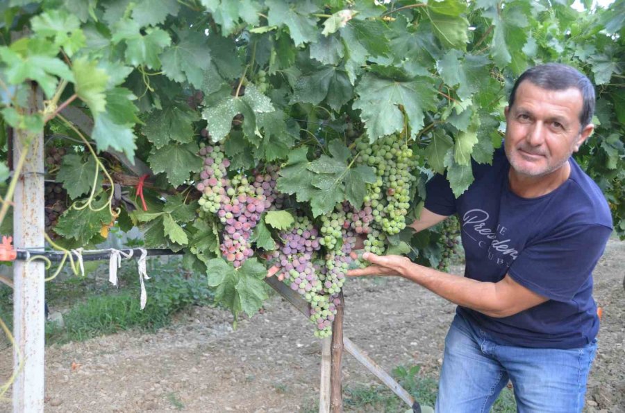 Antalya’da Üzümde Bu Yıl Yüzde Yüz Rekolte Bekleniyor