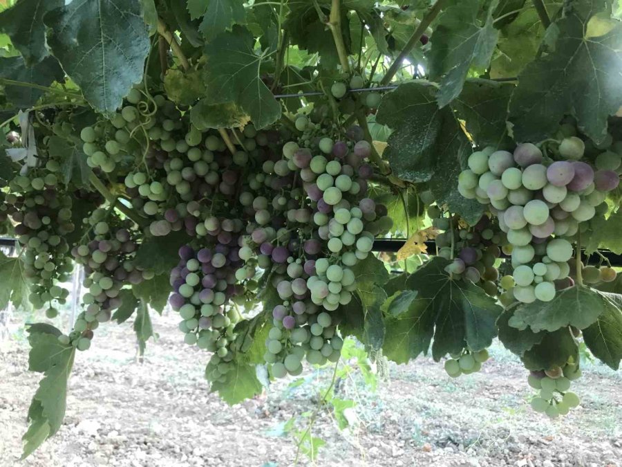 Antalya’da Üzümde Bu Yıl Yüzde Yüz Rekolte Bekleniyor