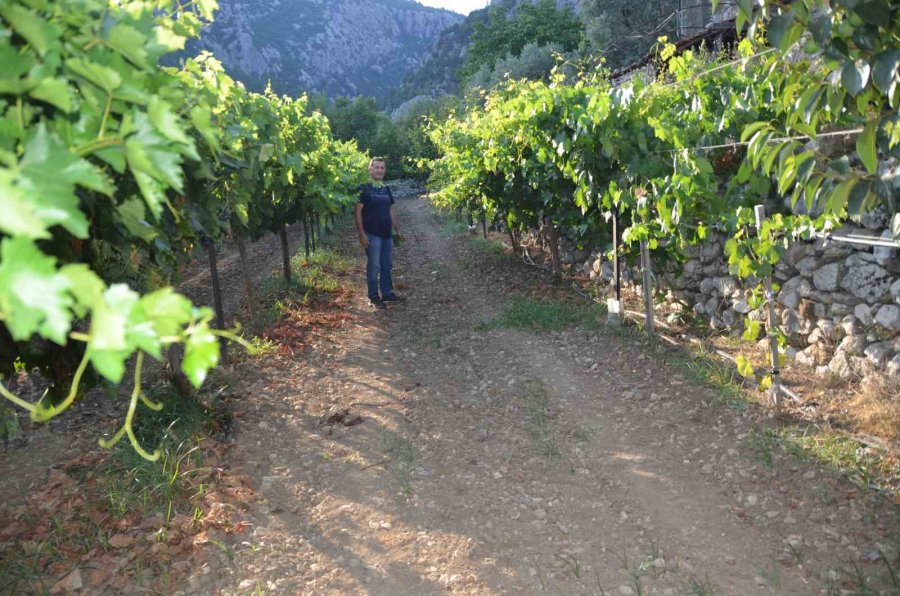 Antalya’da Üzümde Bu Yıl Yüzde Yüz Rekolte Bekleniyor