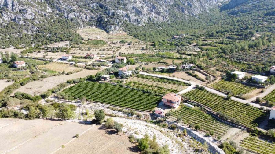 Antalya’da Üzümde Bu Yıl Yüzde Yüz Rekolte Bekleniyor