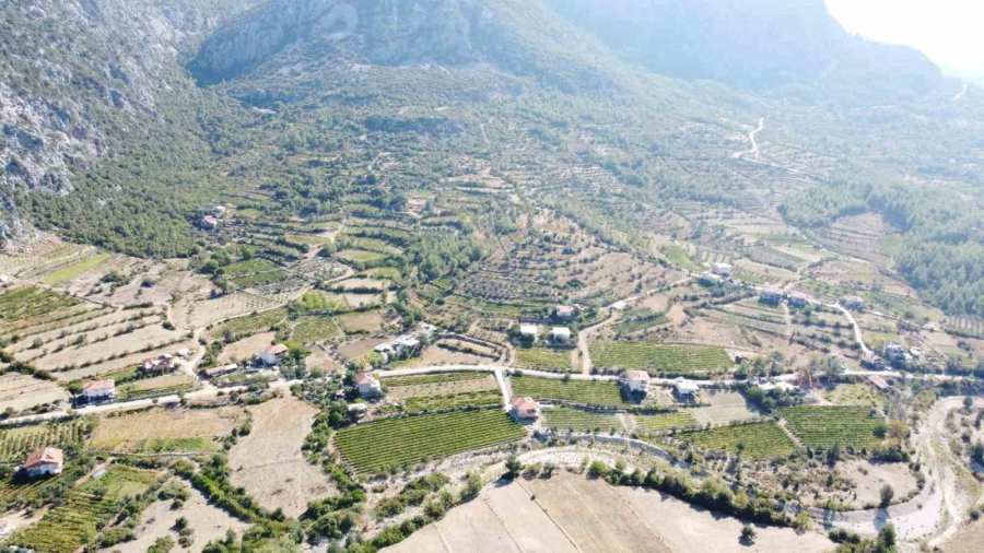 Antalya’da Üzümde Bu Yıl Yüzde Yüz Rekolte Bekleniyor