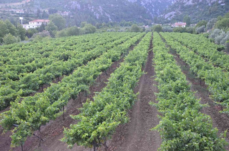 Antalya’da Üzümde Bu Yıl Yüzde Yüz Rekolte Bekleniyor