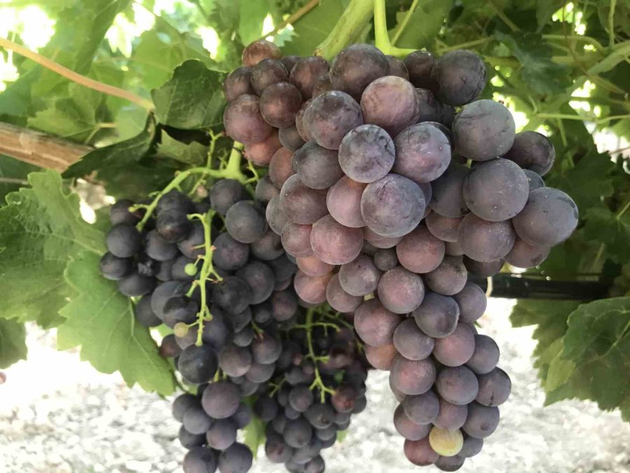 Antalya’da Üzümde Bu Yıl Yüzde Yüz Rekolte Bekleniyor