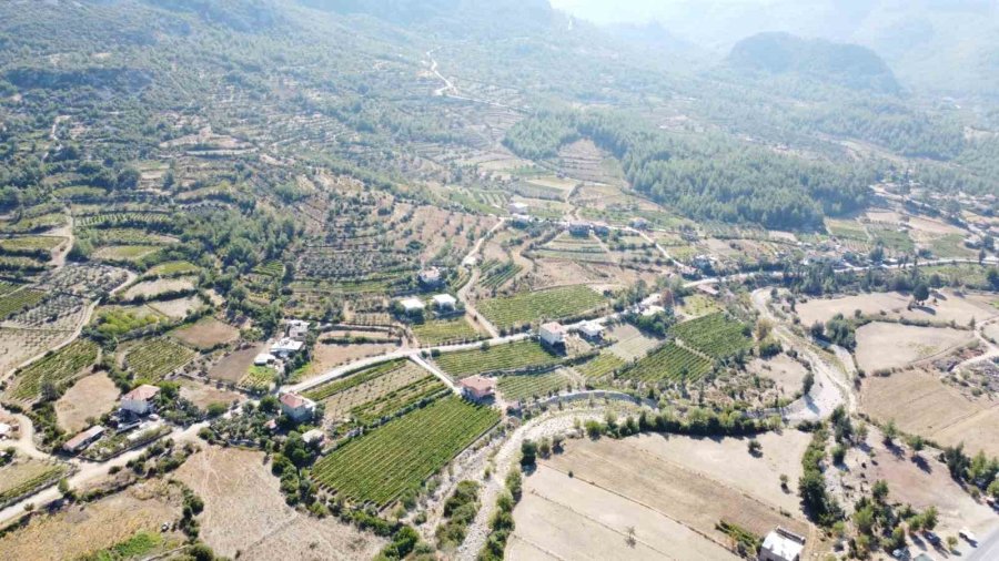 Antalya’da Üzümde Bu Yıl Yüzde Yüz Rekolte Bekleniyor