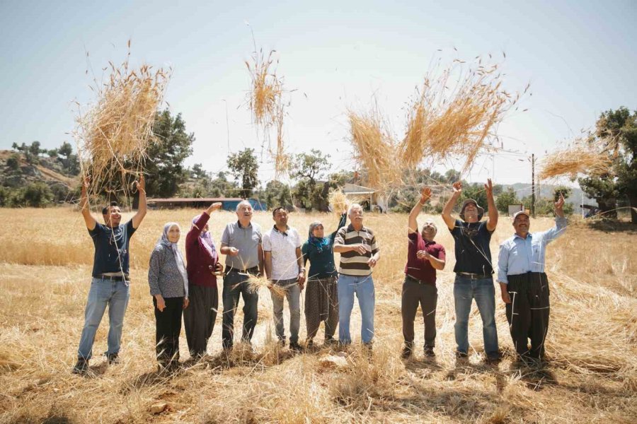 Mersin’de Ata Tohumlarının Hasadına Başlandı