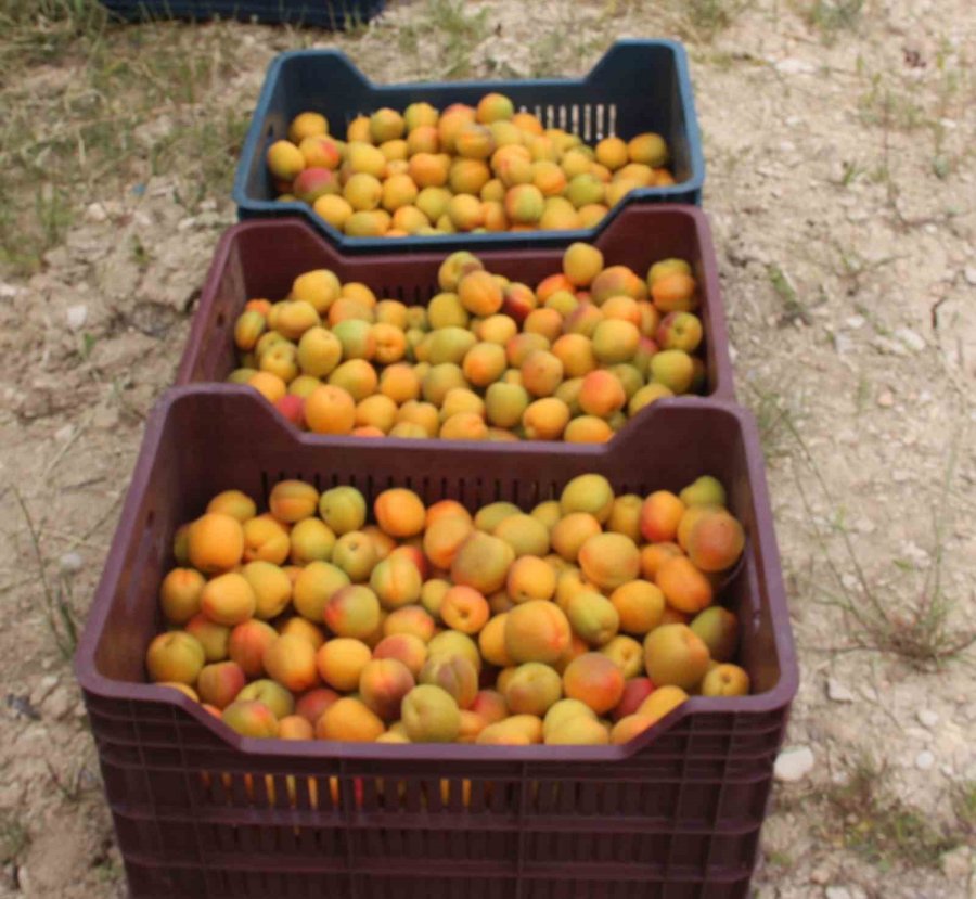 Mersin’de Üretilen 200 Bin Ton Kayısının Yarısı İhraç Edildi