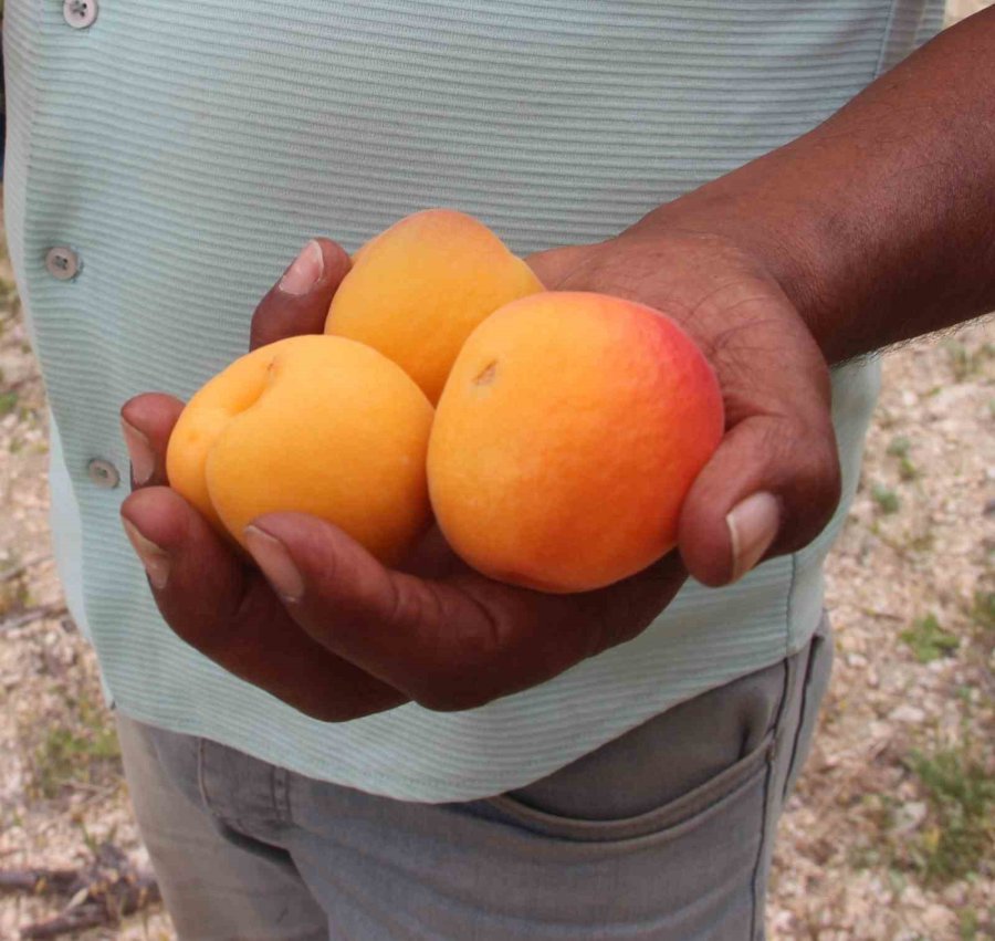Mersin’de Üretilen 200 Bin Ton Kayısının Yarısı İhraç Edildi