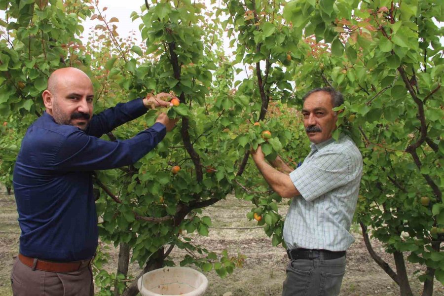 Mersin’de Üretilen 200 Bin Ton Kayısının Yarısı İhraç Edildi