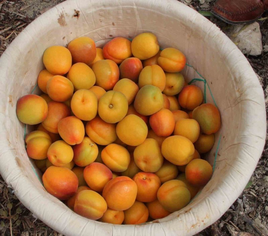 Mersin’de Üretilen 200 Bin Ton Kayısının Yarısı İhraç Edildi