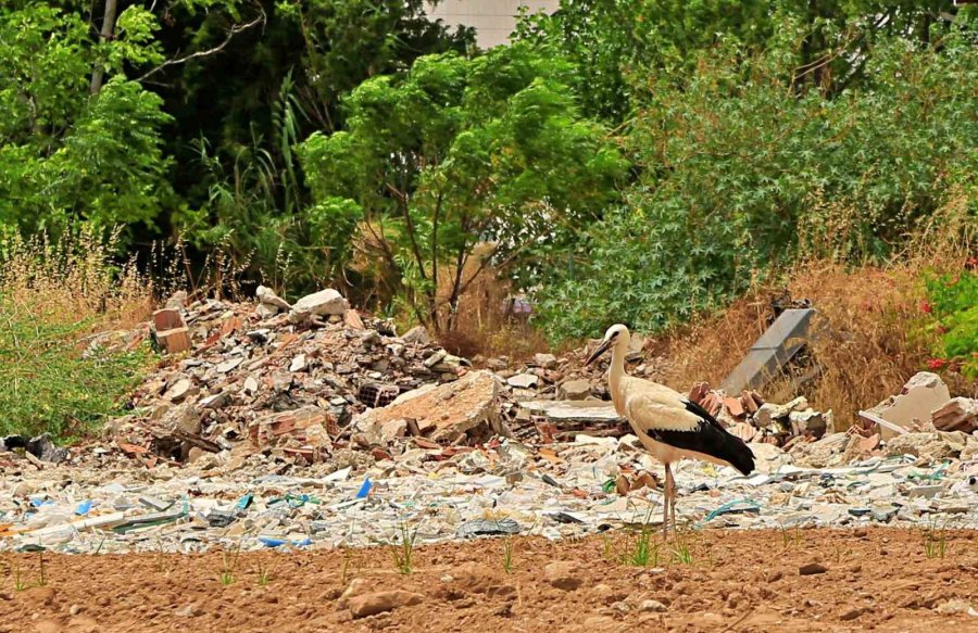 Baz İstasyonu 4 Leyleğin 10 Yıldır Vazgeçmediği Göç İstasyonu Oldu
